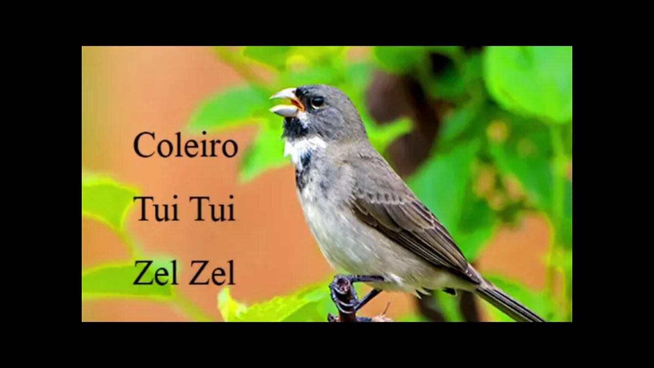 CANTO COLEIRO TUI TUI ZEL ZEL CANTO FORTE