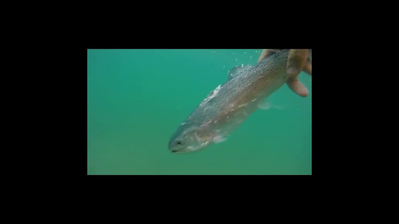 Rainbow trout release