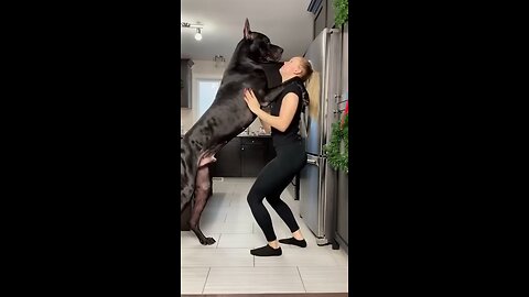 Tallest dog