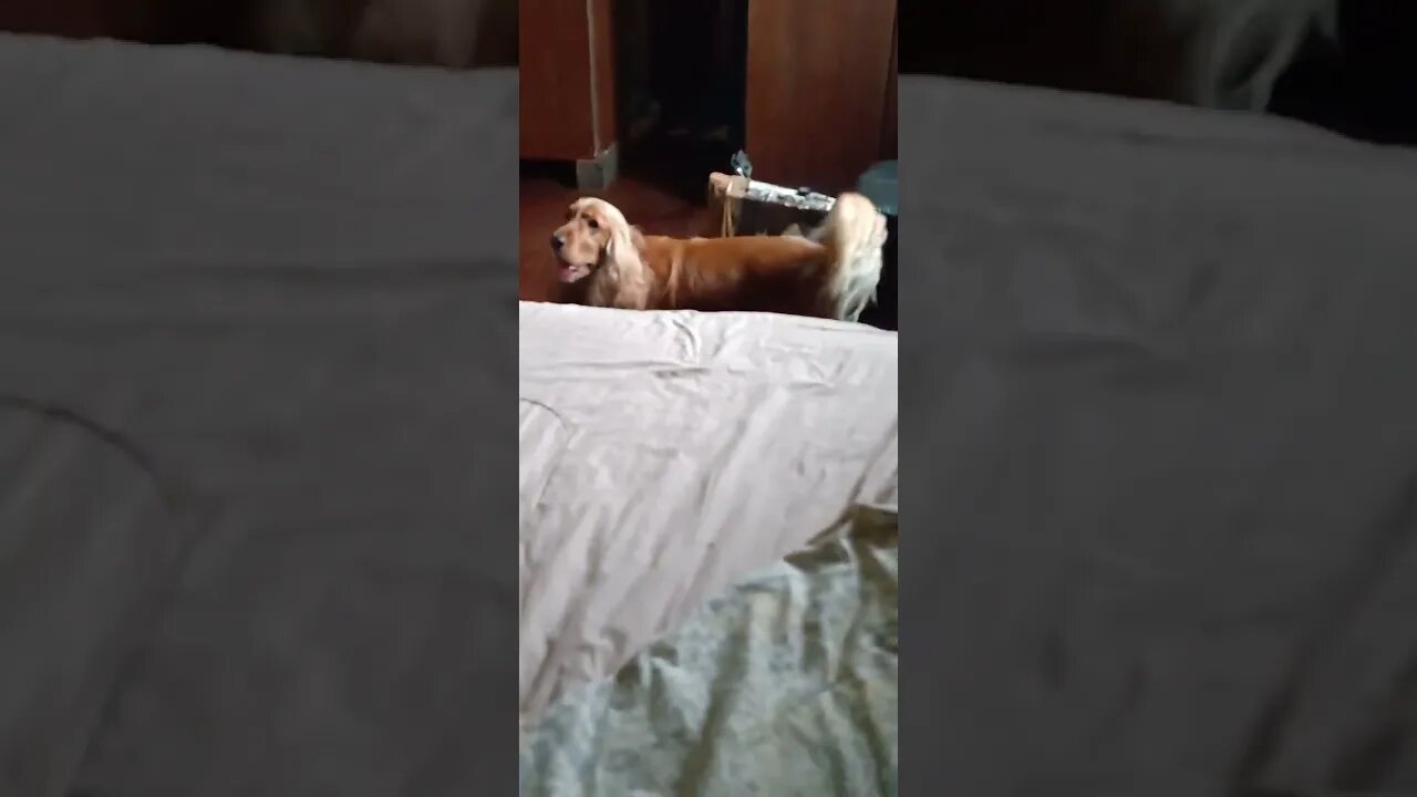 #dog, #friend , #dogshow , #cães , #kutta , #animals (2)