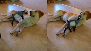 Baby goat uses patient doggy as its personal playground