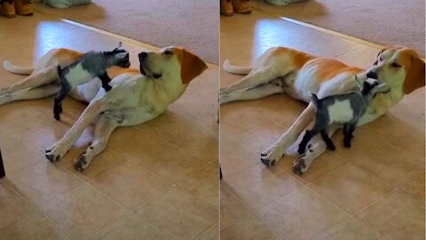 Baby goat uses patient doggy as its personal playground