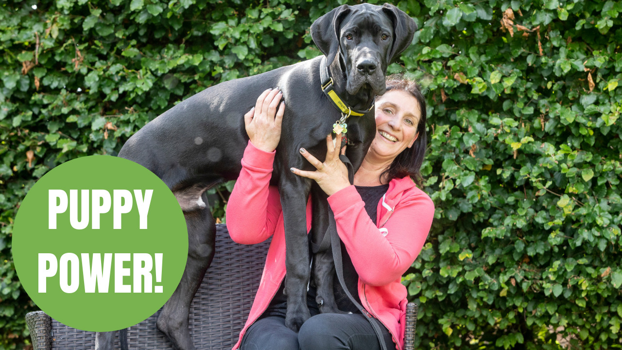 A family has adopted Britain's biggest PUPPY