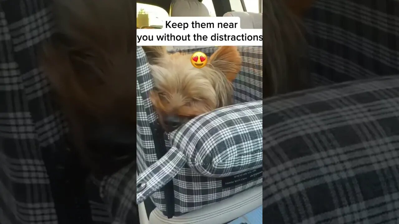 Your dog in your car ?