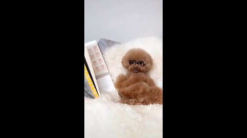 NON STOP LAUGHING VIDEOS / LETS READY TO LAUGHING