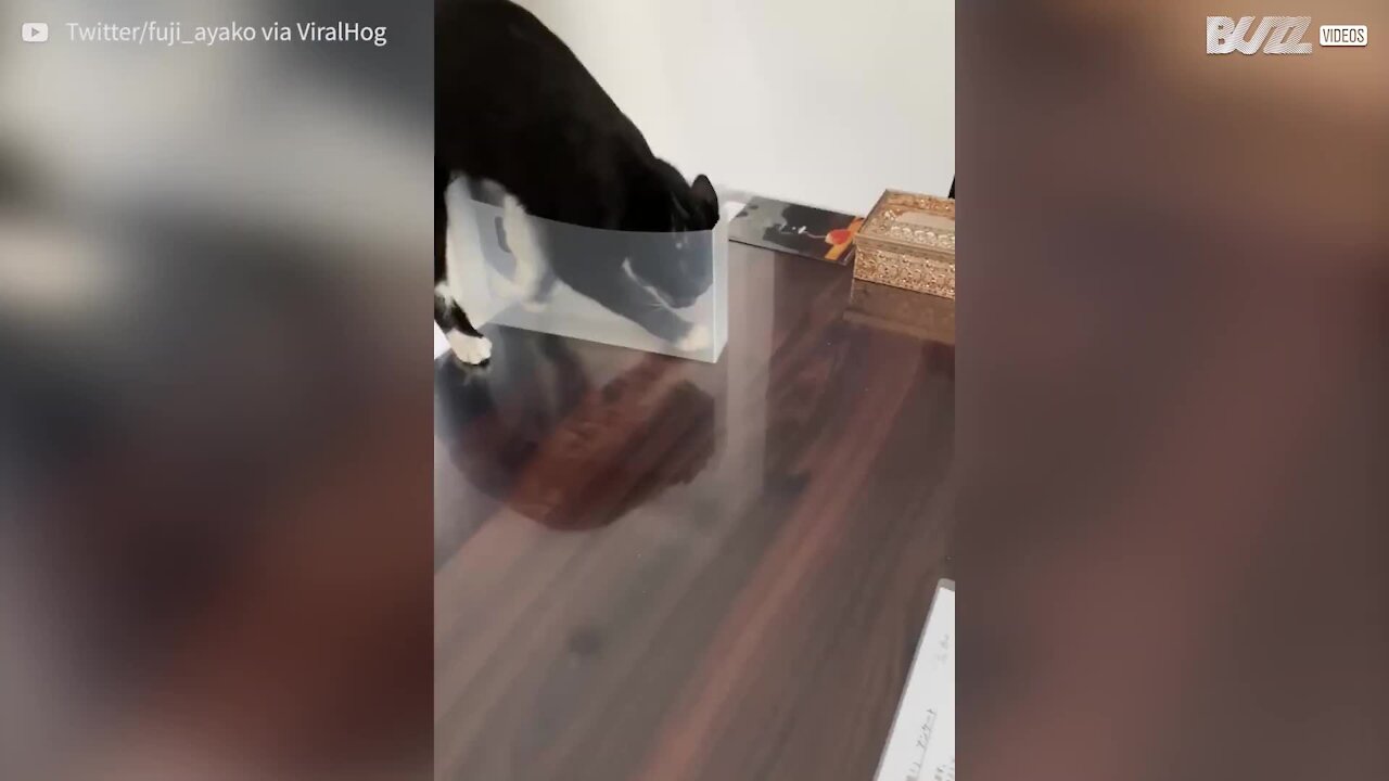 Clumsy cat playing with box tumbles over table top