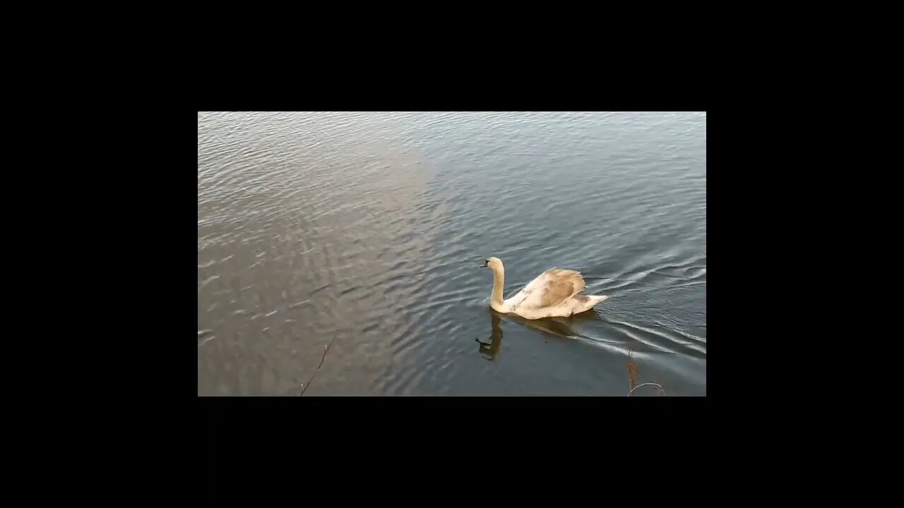 Mute swan swimming in a pond