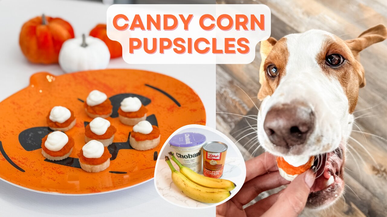 Candy Corn Pupsicle Dog Treats for Halloween