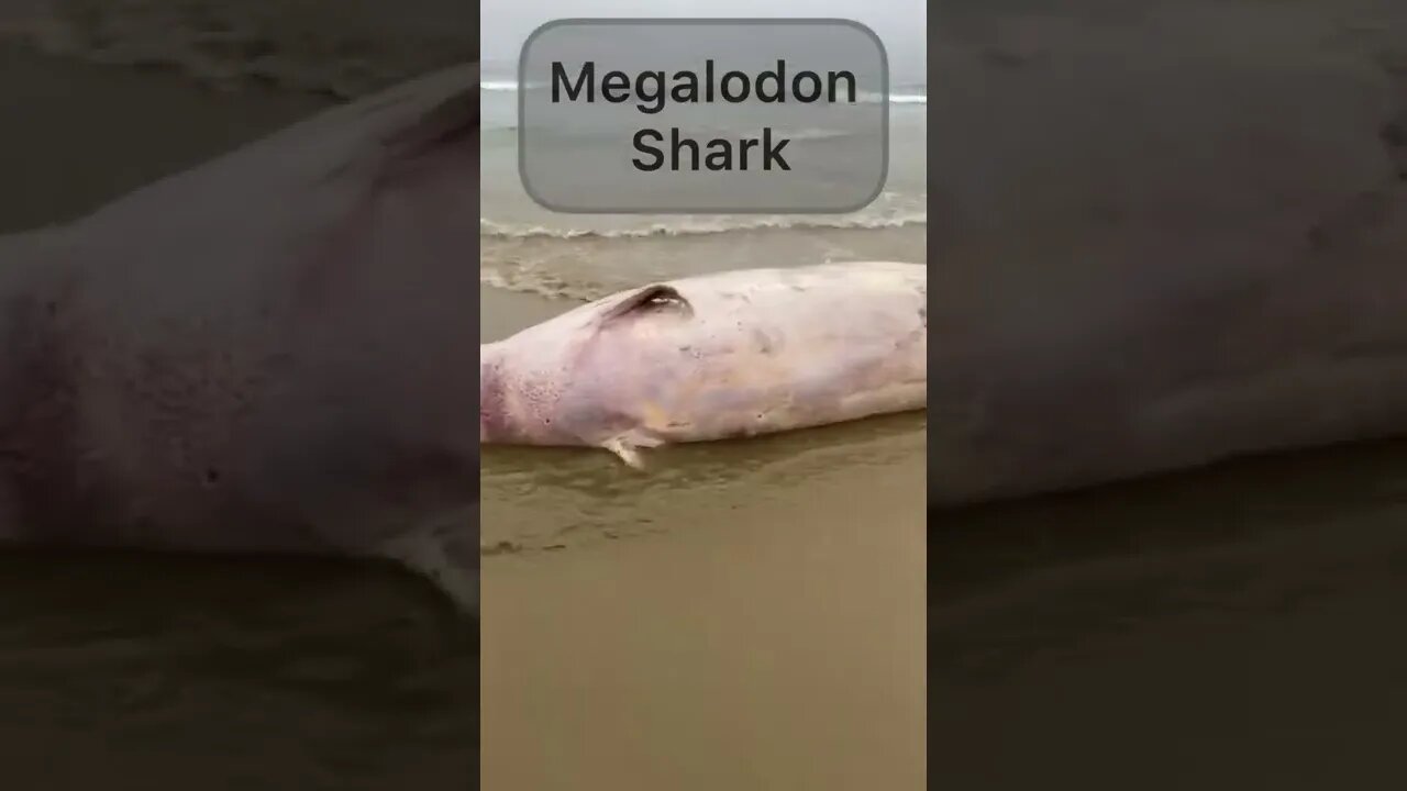 Megladon shark #sharkattack #ecuadorlife #adventure #beachlife #ocean #ecuador