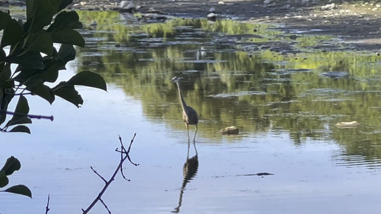 Great Blue Heron