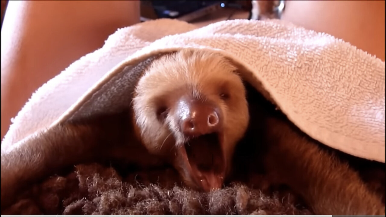 Funny Baby Sloth Compilation