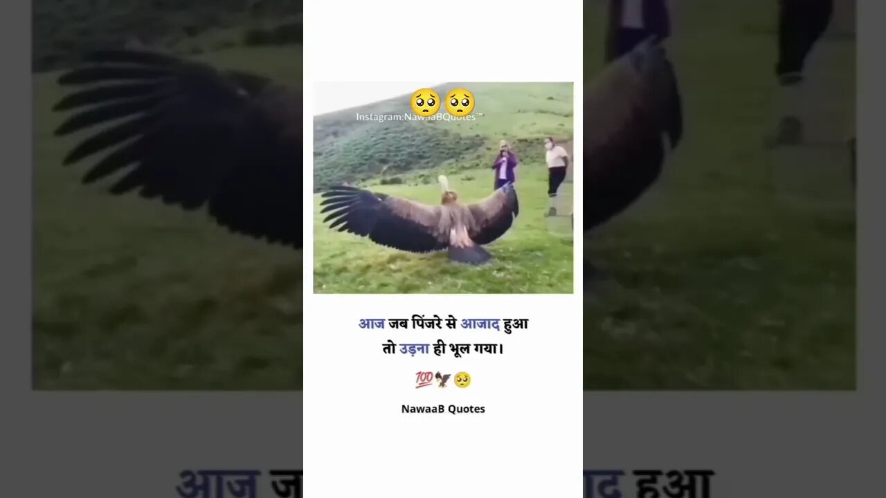 इस पक्षी के साथ क्या हो गया 🥺🥺