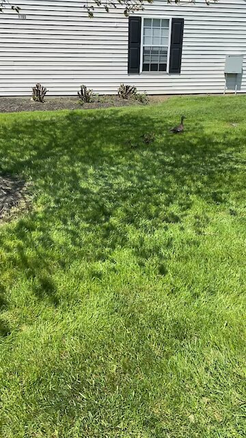 Little ducklings are always fun