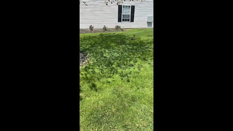 Little ducklings are always fun