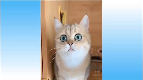 Funny dogs & cats compilation