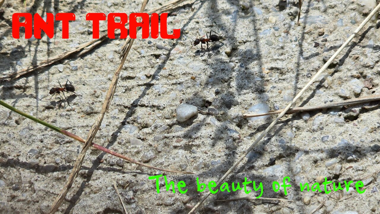 An ant trail on a path / Many beautiful insects.