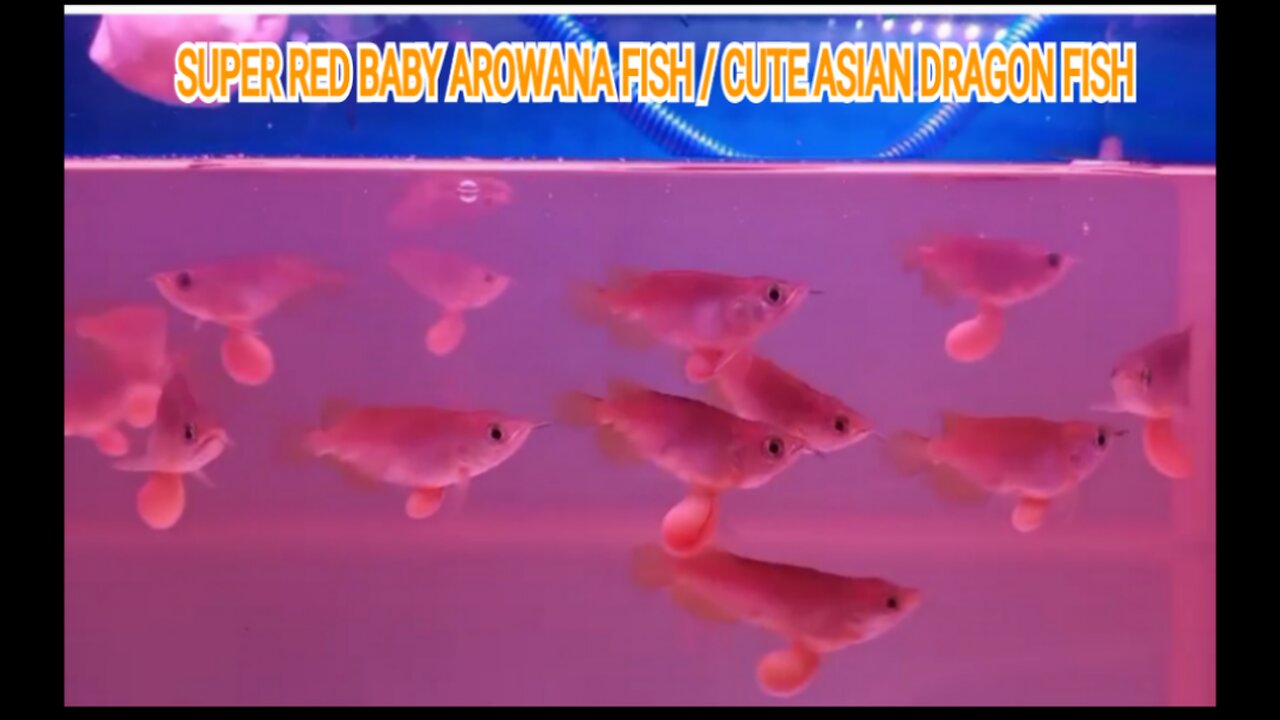 SUPER RED BABY AROWANA FISH/CUTE DRAGON FISH