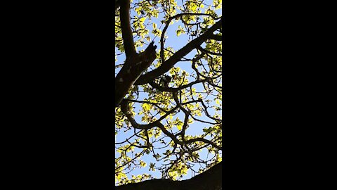 Funny drone recovery pt 1