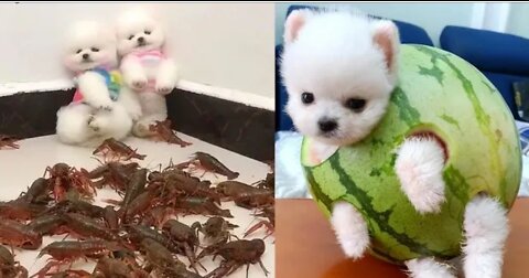 Cute dogys ,cute baby🤩🐼😋