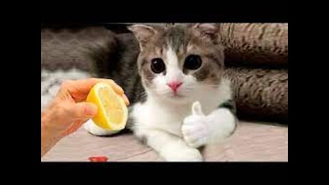 Best Funny Animals Videos - Cute Cats😹 and Crazy Dogs🐶 Videos 2022 Compilation! #3