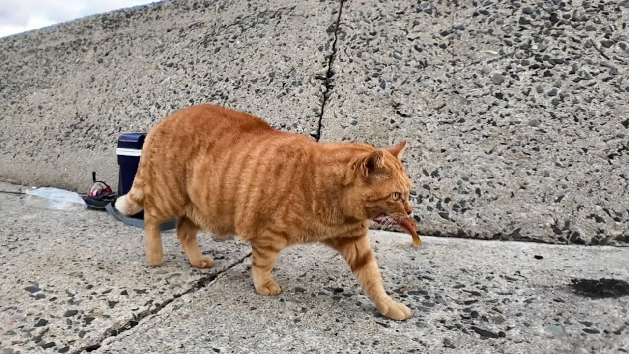 A cat gets a fish but can't eat it because other cats glare at it