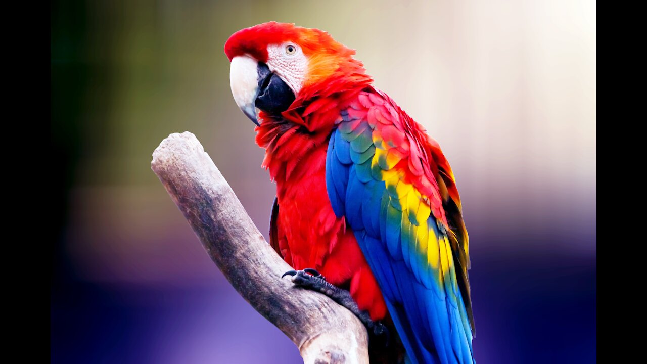 Beautiful Parrot Looking left and Right