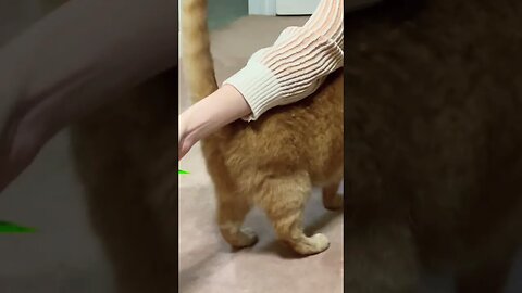 Cats go Crazy for these Treats