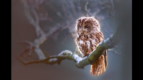 Birds with beautiful music