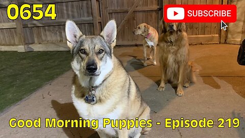 [0654] GOOD MORNING PUPPIES - EPISODE 219 [#dogs #doggos #doggies #puppies #dogdaycare]