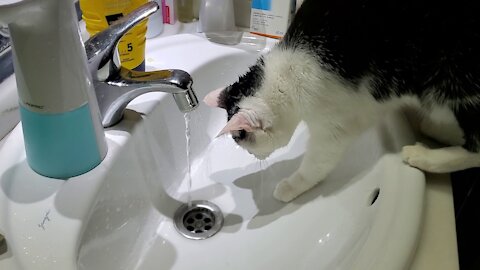 Cat drinking water