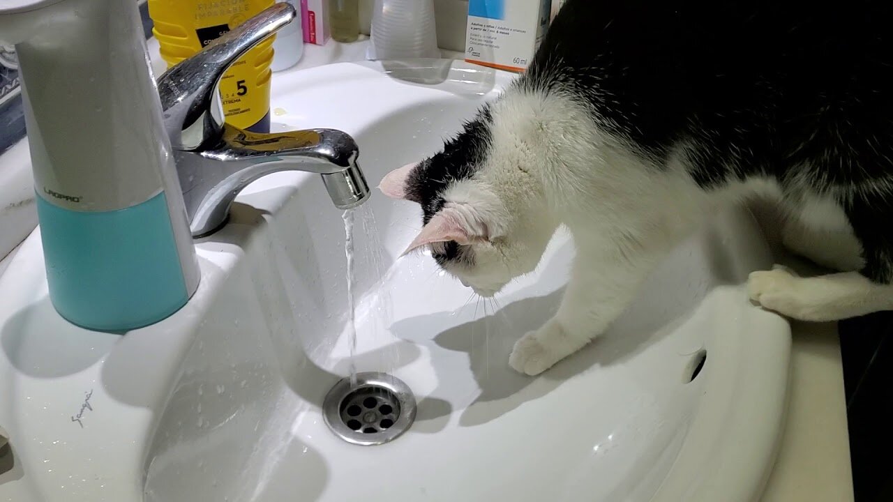 Cat drinking water