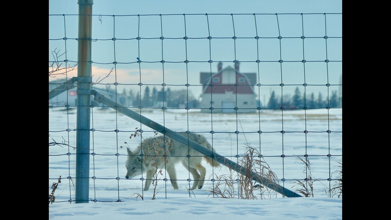 COYOTES IN EDMONTON ALBERTA CANADA 🇨🇦