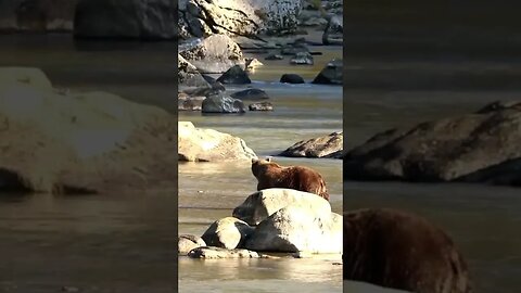 Mama bear provides salmon for her cubs