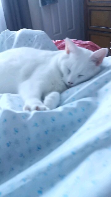 Sleeping 💤💤💤 Kitty