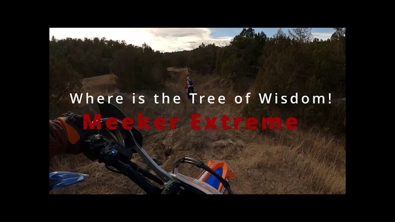 Where is the Tree of Wisdom!