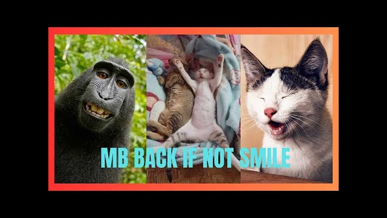 Funny Cats and Dogs Compilation Funniest Cats and Dogs comedy Animal Videos normal pet