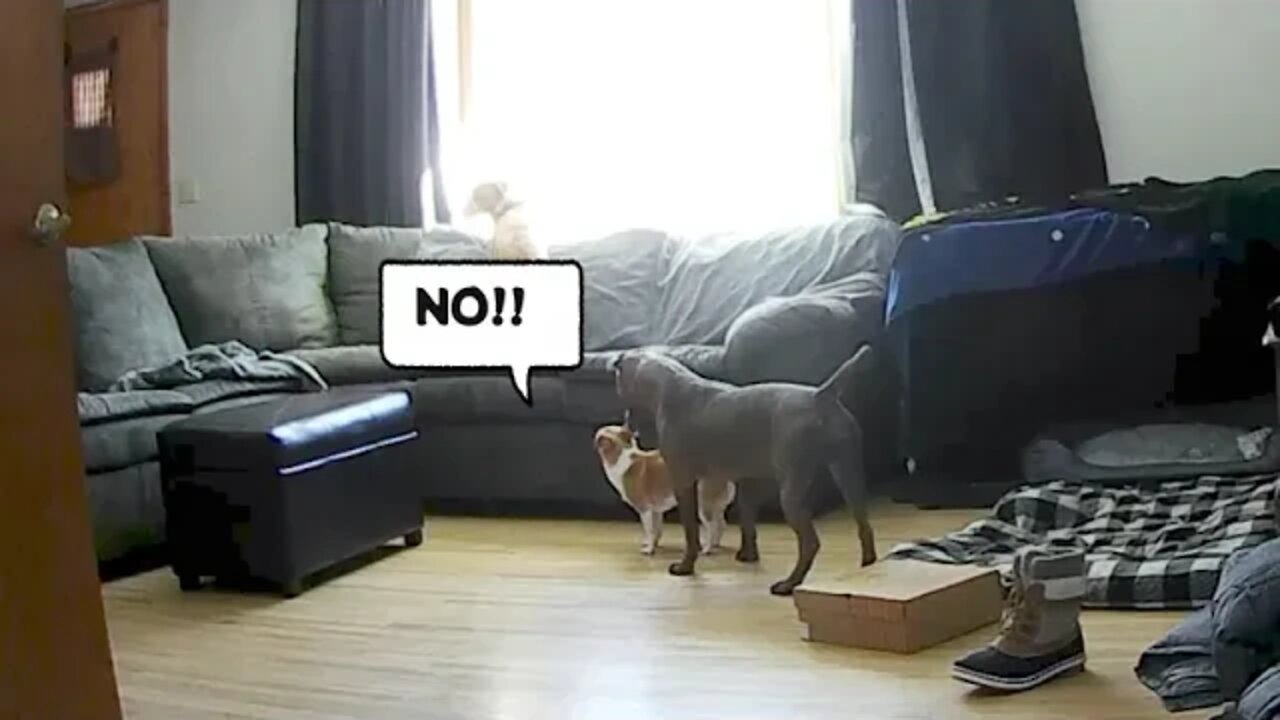 Toilet paper! Toilet paper! #pets #dogs #animals #attack #shorts #reels #viral #pitbulls #chug