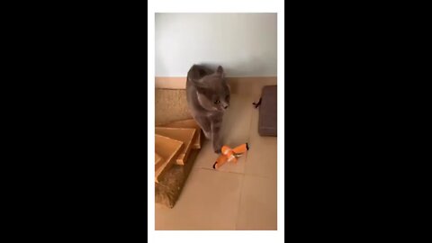 Kitty song for the Smiles