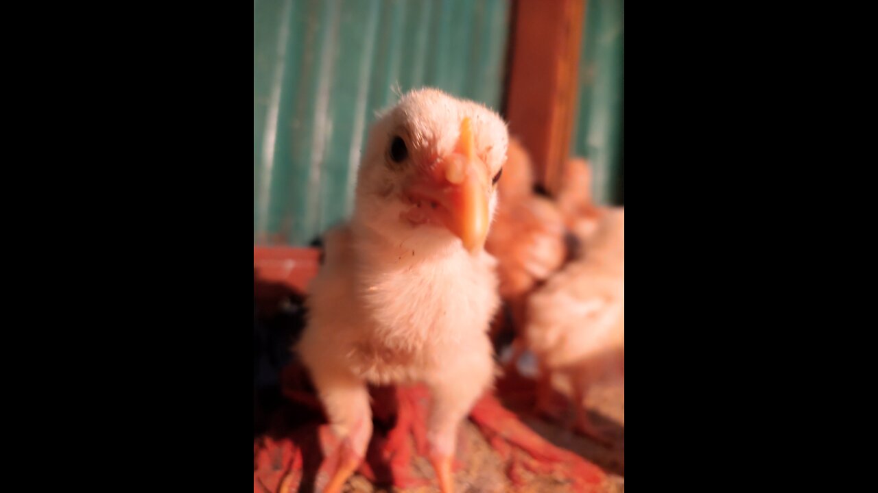 Little Amazing Chiken Farming