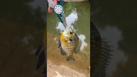 First fish of the day! Big bluegill! #fishing #outdoors #nature