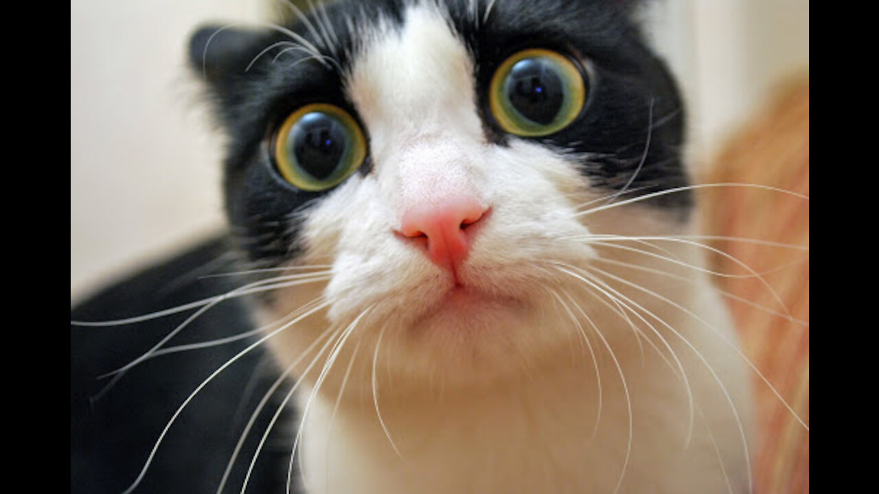đź’—Cute And Funny animals | Try Not To Laugh To These Pets Compilationđź’—