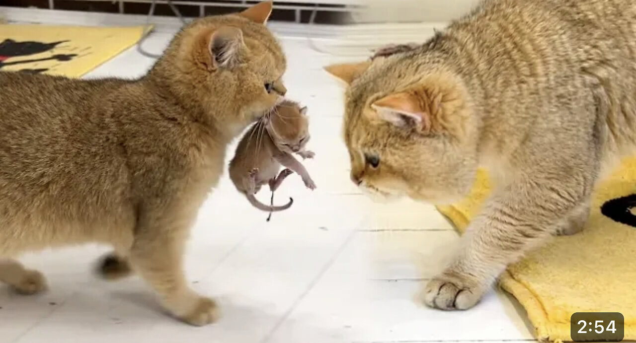 Mom cat caring the kitten