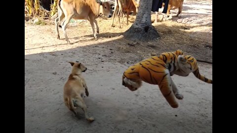 Fake Tiger Prank Dog Funny Try To Stop Laugh!!!!
