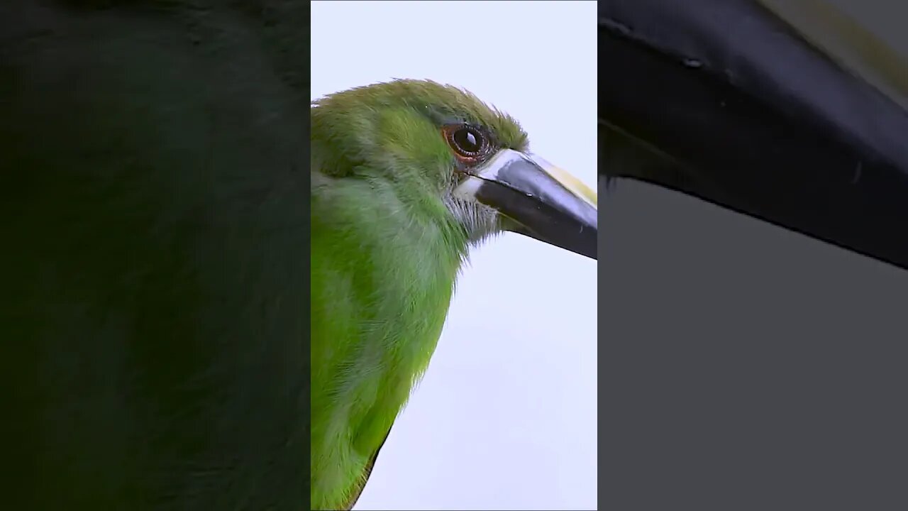 Emerald Toucanet, Going In From The Rain #shorts #short