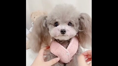 Cute hair style for a dog