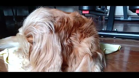 #dogshow , #animals , #dogs , #shorts