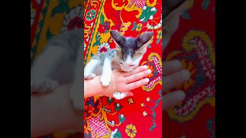 Funny Cat.