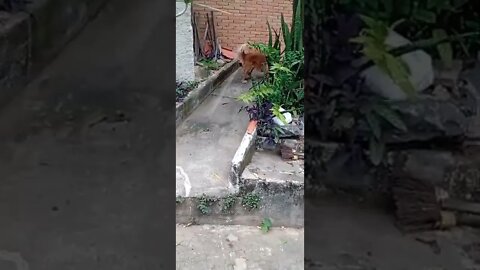 golden dog