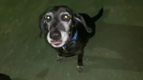 [0774] GOOD MORNING PUPPIES - EPISODE 273 [#dogs #doggos #doggies #puppies #dogdaycare]