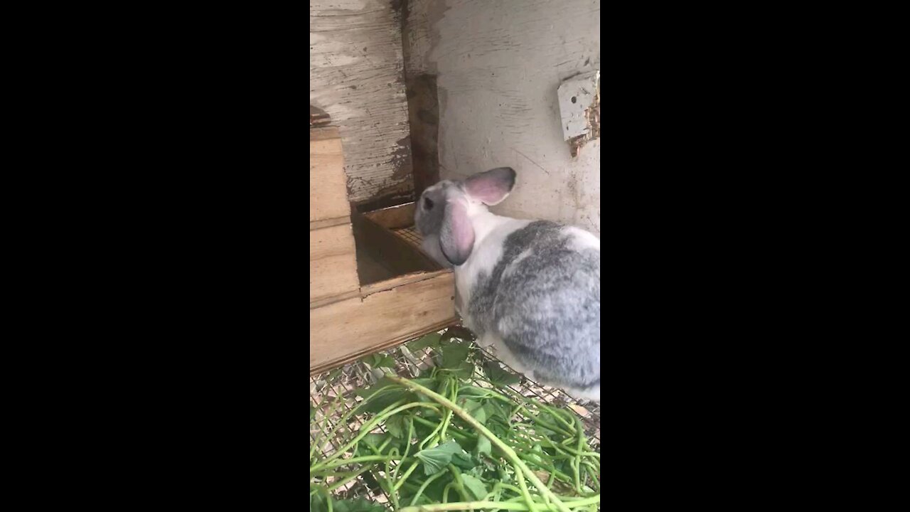 How Many Babies can a Rabbit Have?